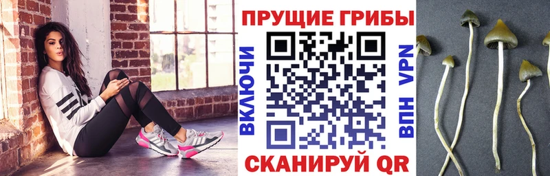 Псилоцибиновые грибы Psilocybine cubensis  Электросталь 